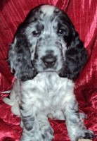 /album/ilpo/a11749733-10207134473218465-1495208105-n-jpg/