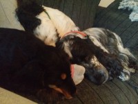 /album/ilpo/a11157202-10206384753155932-57266325-o-jpg/