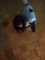 /album/luca/a11851241-10207211562745655-747400158-n-jpg/