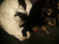 /album/kuvagalleria/fb-img-1428605195672-jpg/