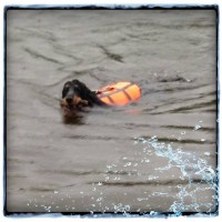 /album/kuvagalleria/a11949721-10207359071313277-855599983-n-jpg1/