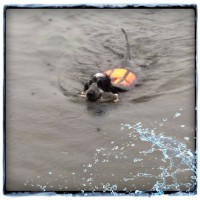 /album/kuvagalleria/a11911430-10207359077433430-1689496436-n-jpg1/