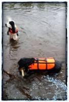 /album/kuvagalleria/a11911542-10207359090833765-1041289524-n-jpg1/